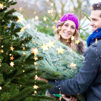 Fæld selv juletræet | Odsherred | Sjælland | Danmark